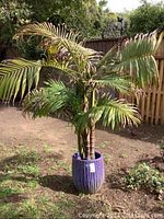 Full view of large planted palm tree in purple ceramic planter outdoors on grass