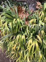 Close view of green and brown fronds hanging from tree