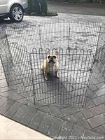 Photo showing black metal foldable 8-panel pet pen with a small dog inside, demonstrating containment and size relative to dog and surrounding area.