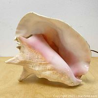 Side view showing the pink interior and creamy outer texture of the conch shell light.