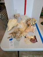 Various sizes and types of sea shells displayed on a white table with a red measurement background and tag number 28.