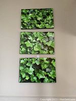 Three framed canvas prints arranged vertically on the wall showing green ivy leaves in a close-up photographic style.