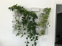 Assembled display of white magnetic plates and containers with pothos vines on wall.
