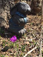 Concrete rabbit statue in garden next to purple crocus flower, showing side profile and wear.