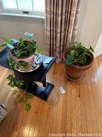 Two potted plants, one in white floral ceramic pot with saucer on black elephant stand, one in terracotta pot on hardwood floor near curtain and window