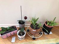Photo showing all five live potted plants arranged on floor near wall, displaying variety and size