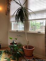 Wide angle photo showing the tall dracaena plant and two smaller leafy plants next to a window with white blinds.