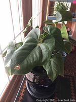 Live Painted Palette plant with large leaves in a glossy black ceramic pot with matching saucer, placed by a window.