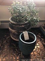 Photo of the Jade Tree succulent in its weathered pot with the blue ceramic pot in front