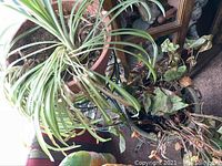 Top-down view showing a spider plant in terra cotta pot alongside a variegated ivy plant with some brown leaves on carpeted floor.