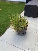 Photo of large aloe vera plant with thick, green, spiny leaves in a round dark planter pot on outdoor patio, showing overall pot and plant size and condition.