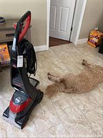 Carpet cleaner upright with pet dog lying next to it on tile floor, showing the full unit and power cord.