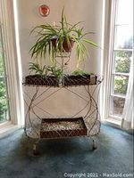 Front view of entire three-tier wire plant stand holding potted spider plant and other small plants