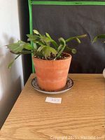 Overall view of Zygo cactus in a clay planter on a wooden surface with a small tag labeled 327