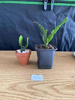 Two young cacti plants on a wooden surface, one in a terracotta pot with white stones and the other in a black plastic pot. A paper with lot number is displayed in front.