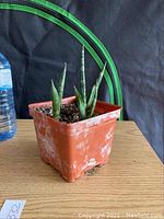 Three Sansevieria pups seen from a slight angle showing them planted in a square plastic pot with visible white mineral deposits outside the pot and a water bottle in background.