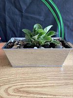 Front view of the African violet plant in a rectangular metal planter with decorative stones on soil.