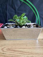 Front view of a healthy African Violet plant in a shiny silver metal rectangular planter with decorative river stones surrounding the base of the plant.