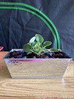 View of healthy African violet plant with green fuzzy leaves in rectangular metal planter with embossed flower designs. Purple and blue decorative stones on soil surface visible.