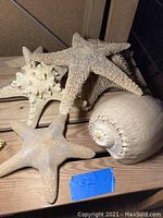 Four sea objects including three starfish and one large spiral shell on a wooden surface.