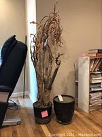 Photo showing the dried interior tree planted in a large dark ceramic planter with visible wear near the base, and a smaller planter beside it.