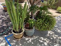 Wide angle photo showing three potted living plants outdoors in shaded area, including a tall succulent and two leafy plants.