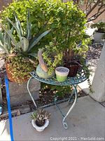 Photo showing decorative green metal corner table with assorted potted living plants, including large succulent and trailing plants
