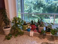 View of seven live indoor plants on window ledge showing variety of pots and plant types including succulents, cactus and leafy greens.