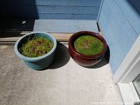 Two round planters side by side on a concrete surface near a blue wall, filled with soil and moss-like vegetation.