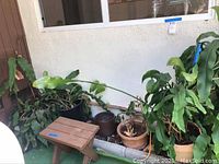 Overview of assorted outdoor plants and pots arranged against wall, showing different sizes and types of plants along with pots and a small wooden stool.