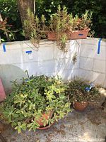 Photo showing three outdoor plants in a corner: two round pots and one rectangular pot with various succulents and foliage.