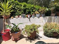 Front view showing multiple potted plants arranged on ground and on cinderblock wall