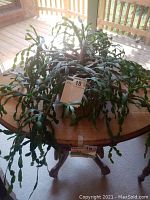 Wide shot of the Christmas Cactus plant sitting on a wooden table indoors with hanging green segmented stems.