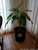 Full view of large Dieffenbachia plant in black plastic container on wooden floor near window with sheer curtains.