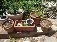 Overview of five clay pots arranged on stone ledge outdoors with soil and plants inside some pots.