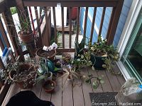 Overview of the collection of potted plants on a wooden deck, including the watering can and plant stand.