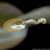 Close-up of elliptical spoon bowl showing lustrous iridescent mother-of-pearl surface with smooth rounded edges; twisted shell handle visible with four decorative holes at the base.