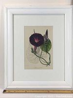 Full view of framed botanical engraving with ruler showing size and vintage white frame with small blemishes