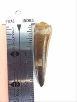 Close-up photo of the Spinosaurus fossil tooth next to a ruler showing its length just over 2 inches.