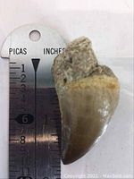 Mosasaurus fossil tooth beside a metal ruler showing length about 1.75 inches