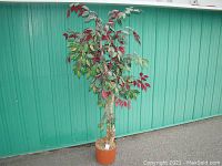 Full view of the artificial tree approximately 6 feet tall with green and burgundy leaves and birch-style trunk in brown pot.
