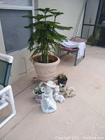 Photo showing large potted tree plant with smaller plants and garden figurines arranged on patio