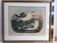 Framed lithograph showing two birds labeled 'Larus Occidentalis' and 'Larus Californicus' in a naturalistic coastal setting, mounted with matting under glass in a gold-tone frame