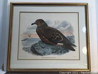 Full front view of framed Skua Gull lithograph showing overall condition of print and gilt frame