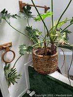 Large living plant with lobed green leaves in a rattan covered pot, situated indoors by a wall with wooden towel holders.