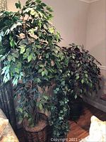 Three faux ficus trees placed in corner, showing full foliage and trunk details, one tree noticeably shorter with darker leaves.
