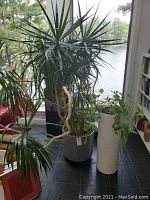 Two living indoor plants near window, one tall Dracaena marginata in a gray pot, the other a leafy plant in a white two-part cylindrical pot