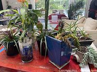 Wide view of multiple potted plants on red table including bamboo, succulents, leafy houseplants.
