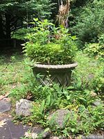 Large decorative round cement planter in garden setting, with visible height approx 24 inches.