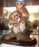Front view of four screech owls perched on a textured tree branch mounted on a wood base, two adult owls above and two younger owls below.